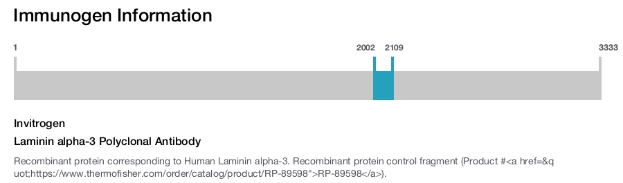 Laminin alpha-3 Polyclonal Antibody