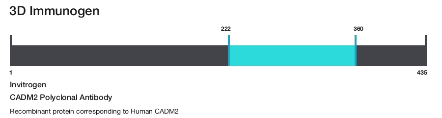 CADM2 Polyclonal Antibody