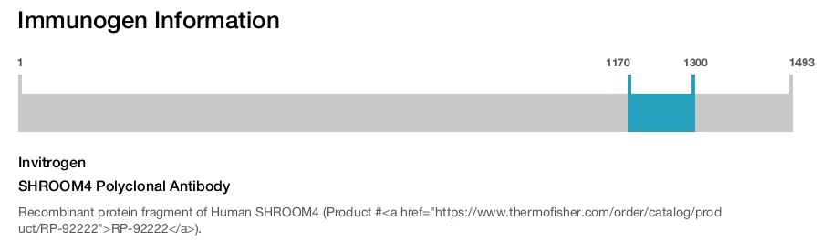 SHROOM4 Polyclonal Antibody