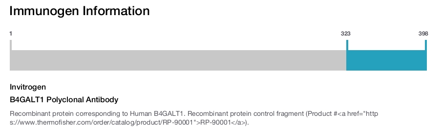 B4GALT1 Polyclonal Antibody