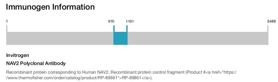 NAV2 Polyclonal Antibody