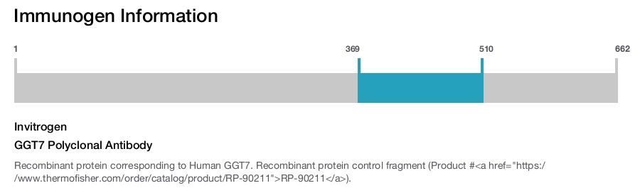 GGT7 Polyclonal Antibody