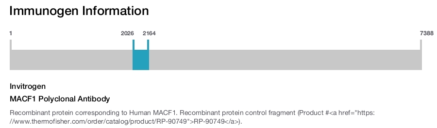 MACF1 Polyclonal Antibody