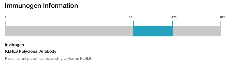 KLHL8 Polyclonal Antibody