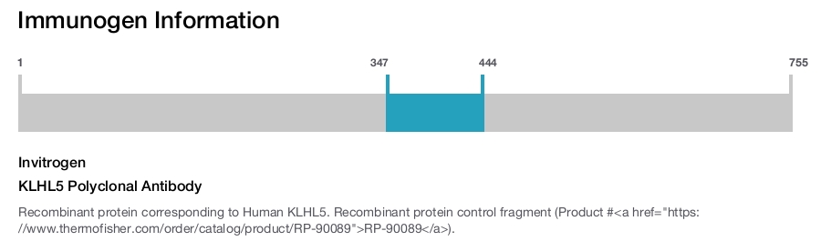 KLHL5 Polyclonal Antibody