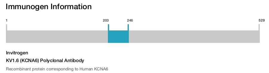 KV1.6 (KCNA6) Polyclonal Antibody