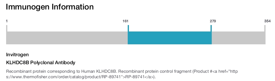 KLHDC8B Polyclonal Antibody