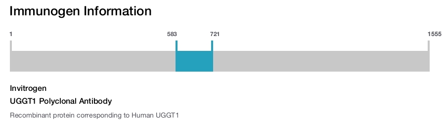UGGT1 Polyclonal Antibody