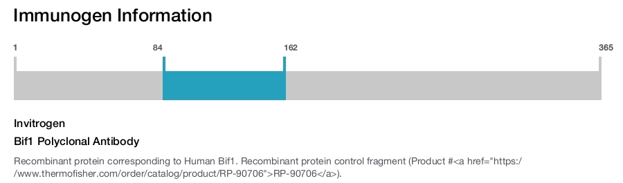 Bif1 Polyclonal Antibody