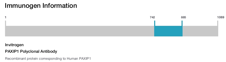 PAXIP1 Polyclonal Antibody
