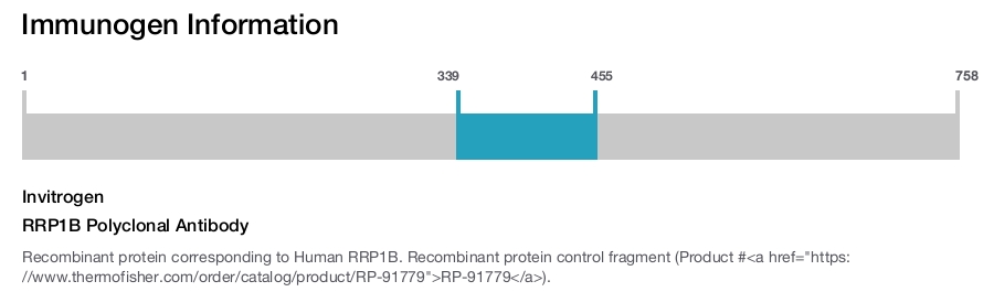 RRP1B Polyclonal Antibody