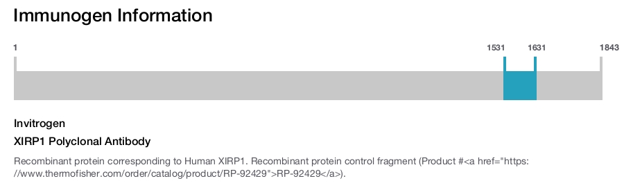 XIRP1 Polyclonal Antibody