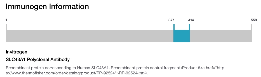 SLC43A1 Polyclonal Antibody