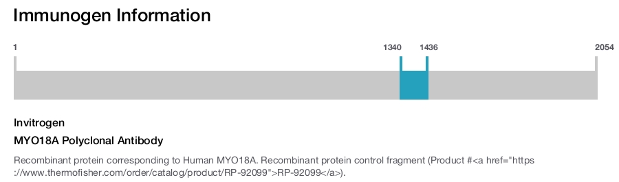 MYO18A Polyclonal Antibody