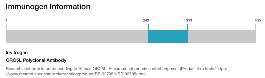 ORC5L Polyclonal Antibody