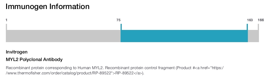 MYL2 Polyclonal Antibody