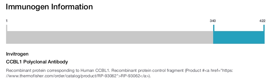 CCBL1 Polyclonal Antibody