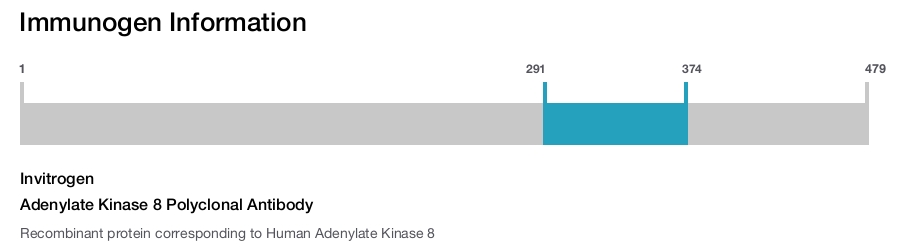 Adenylate Kinase 8 Polyclonal Antibody