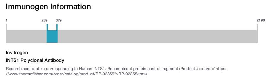 INTS1 Polyclonal Antibody