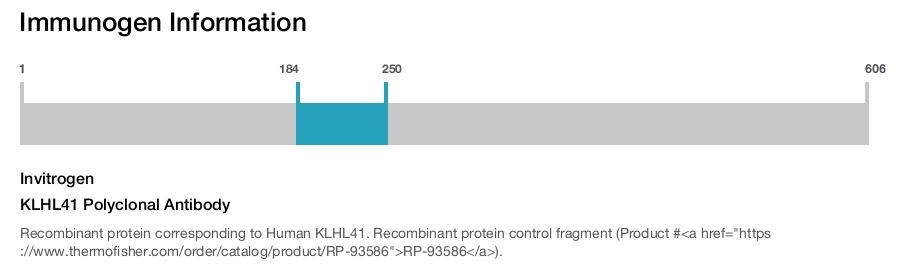 KLHL41 Polyclonal Antibody