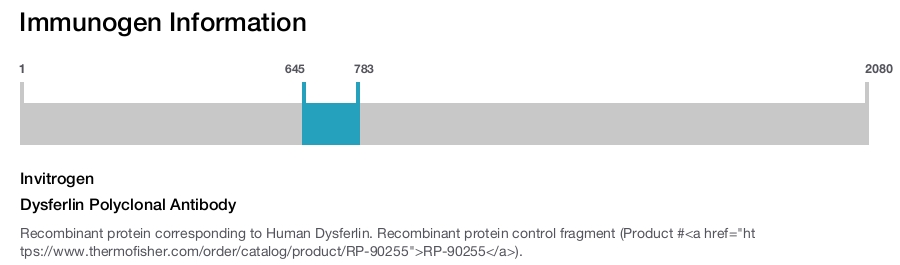 Dysferlin Polyclonal Antibody