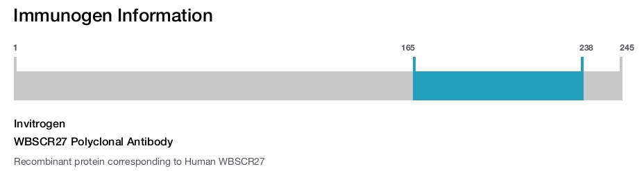 WBSCR27 Polyclonal Antibody