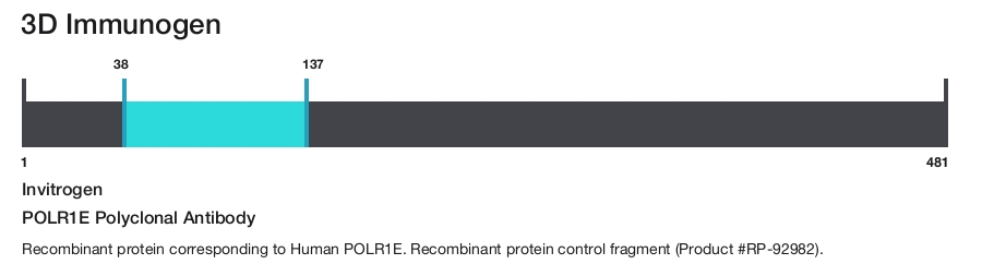POLR1E Polyclonal Antibody