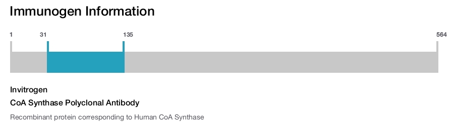 CoA Synthase Polyclonal Antibody