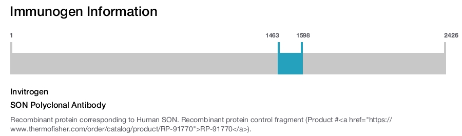 SON Polyclonal Antibody