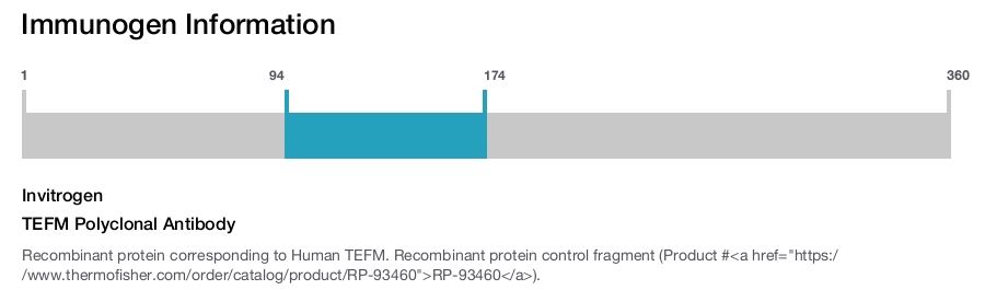 TEFM Polyclonal Antibody