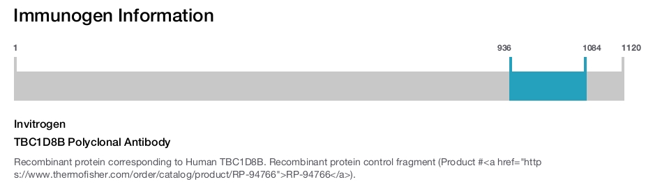 TBC1D8B Polyclonal Antibody