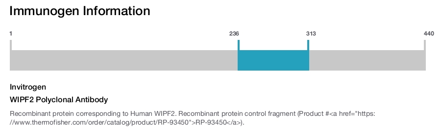 WIPF2 Polyclonal Antibody