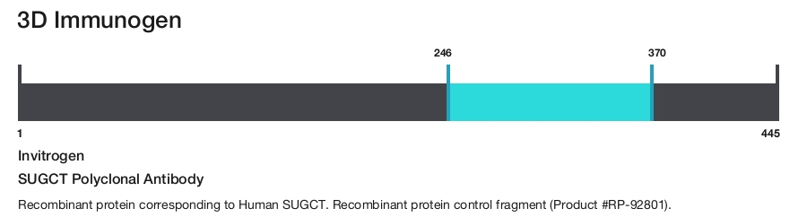 SUGCT Polyclonal Antibody