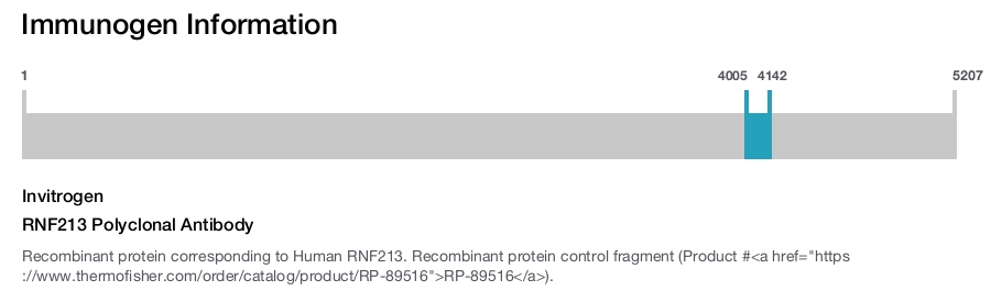 RNF213 Polyclonal Antibody