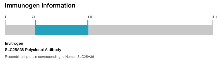 SLC25A36 Polyclonal Antibody