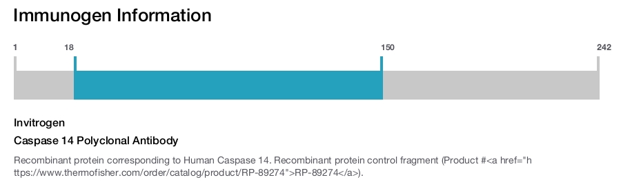 Caspase 14 Polyclonal Antibody
