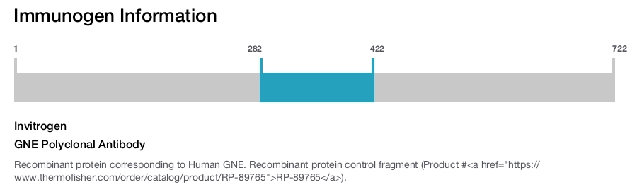 GNE Polyclonal Antibody