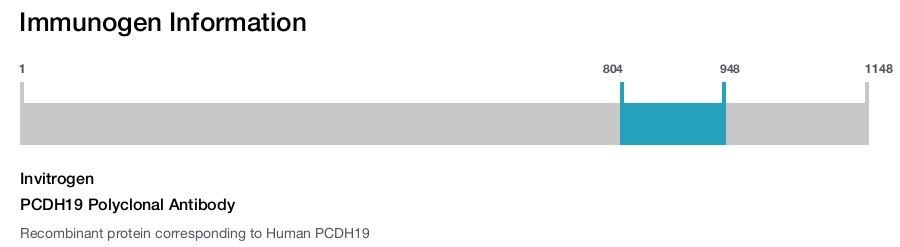 PCDH19 Polyclonal Antibody