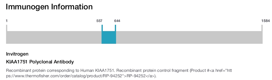 KIAA1751 Polyclonal Antibody