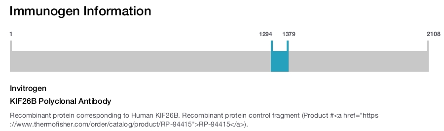 KIF26B Polyclonal Antibody