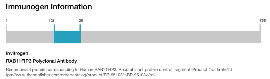 RAB11FIP3 Polyclonal Antibody