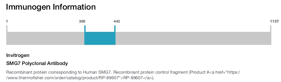 SMG7 Polyclonal Antibody