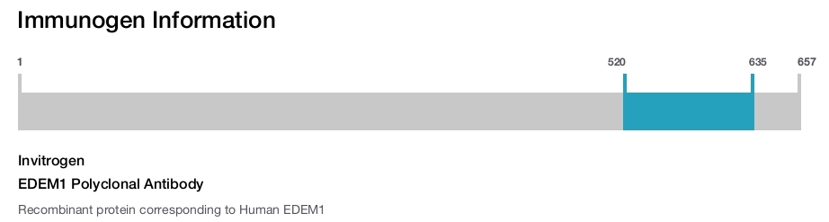 EDEM1 Polyclonal Antibody