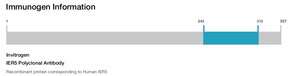 IER5 Polyclonal Antibody