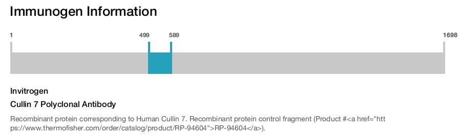 Cullin 7 Polyclonal Antibody