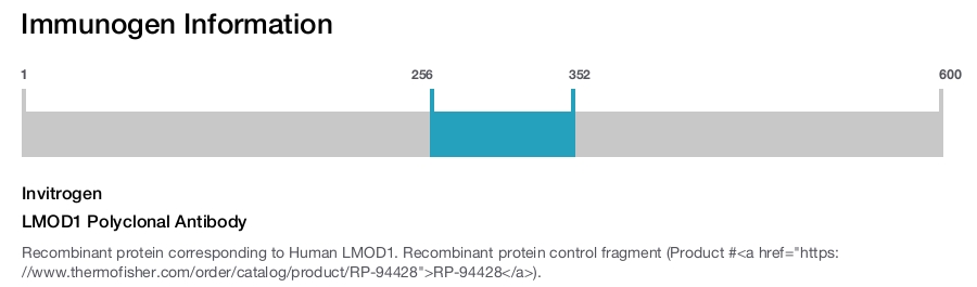 LMOD1 Polyclonal Antibody