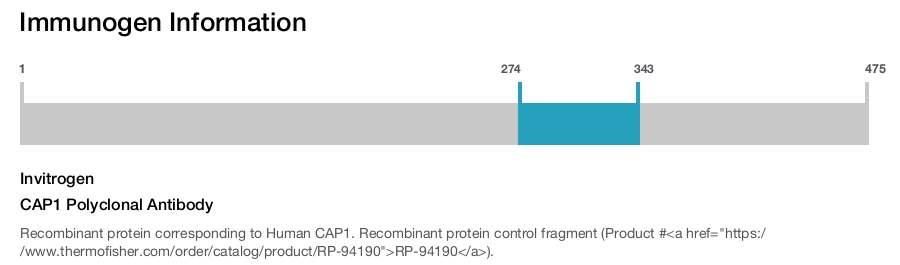 CAP1 Polyclonal Antibody