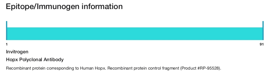 Hopx Polyclonal Antibody
