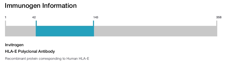 HLA-E Polyclonal Antibody