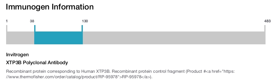 XTP3B Polyclonal Antibody